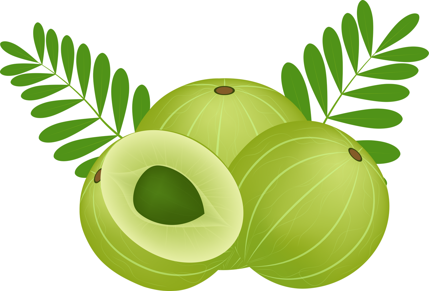 Indian gooseberry. Fruit with amla seed and green leaves. 3d illustration realistic transparent isolated.