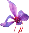 Saffron Flower Illustration